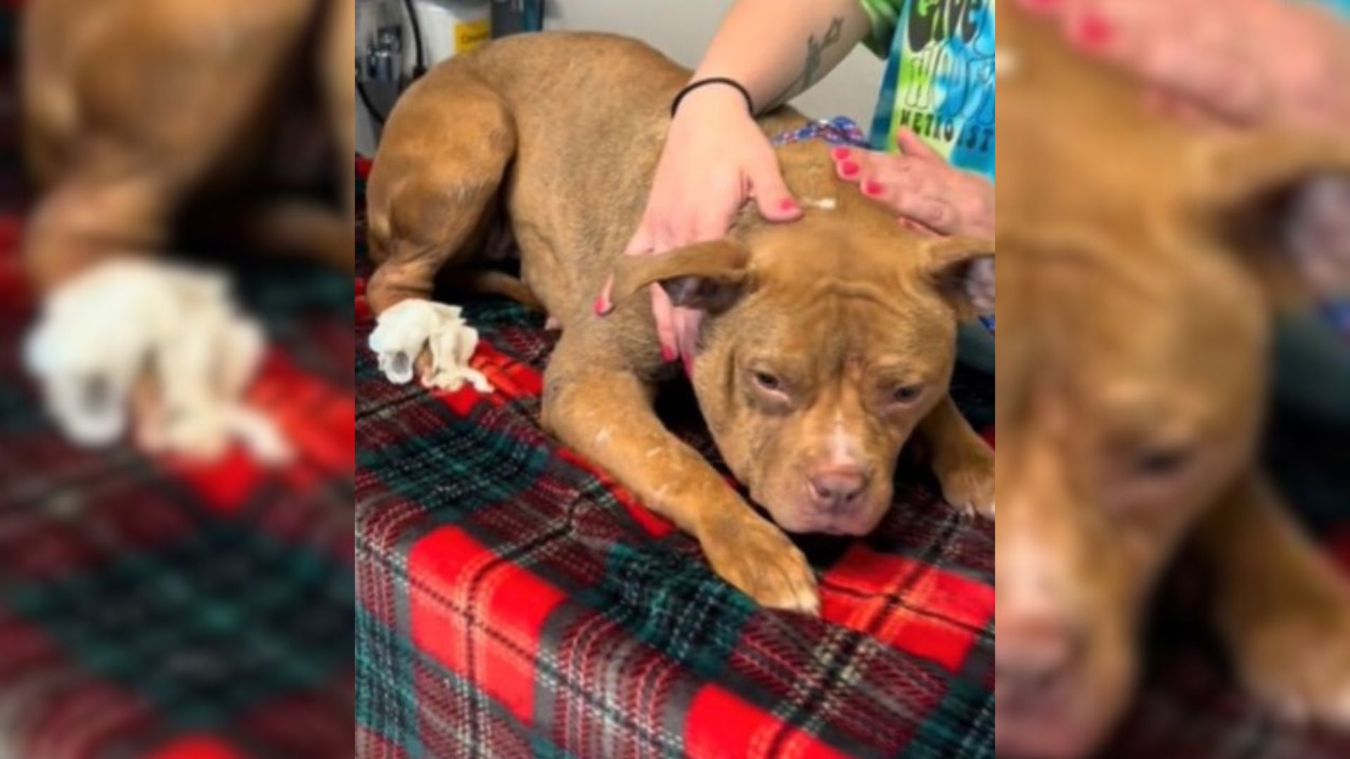 Surrendered Pup With The Saddest Eyes Discovers Happiness In A New Foster Home