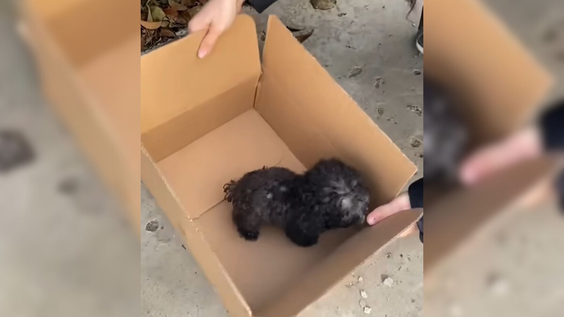 Tiny Injured Puppy Was Hungry And Alone By The Road, Until A Woman Decided To Help