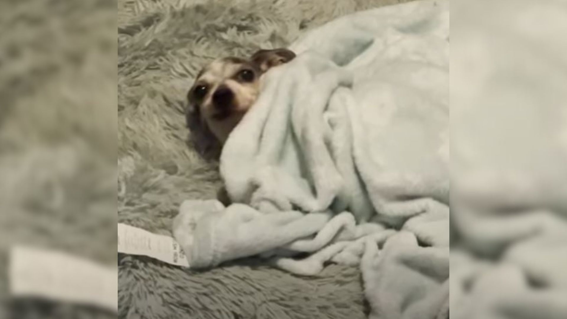 This Senior Pup Never Knew What A Warm Bed Felt Like Until This Happened