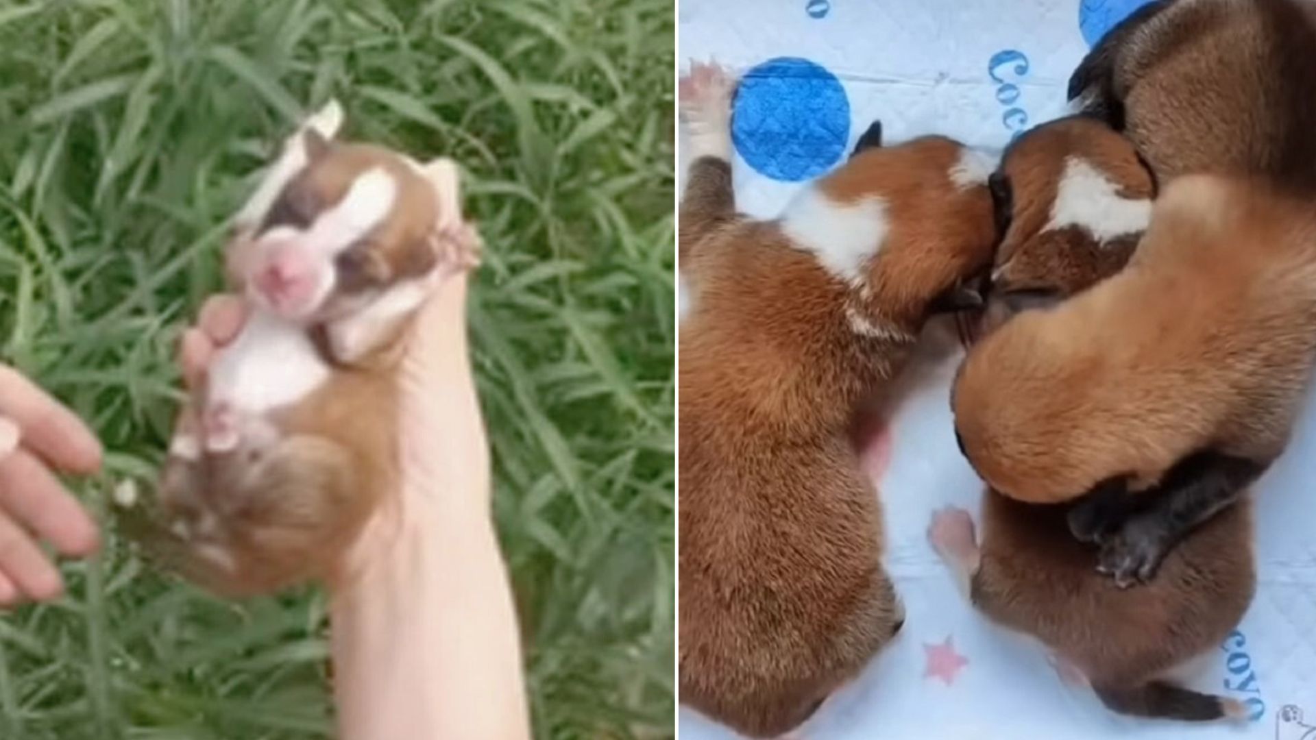 Newborn Puppies Cruelly Abandoned By Their Owner Cried Loudly For Their Momma