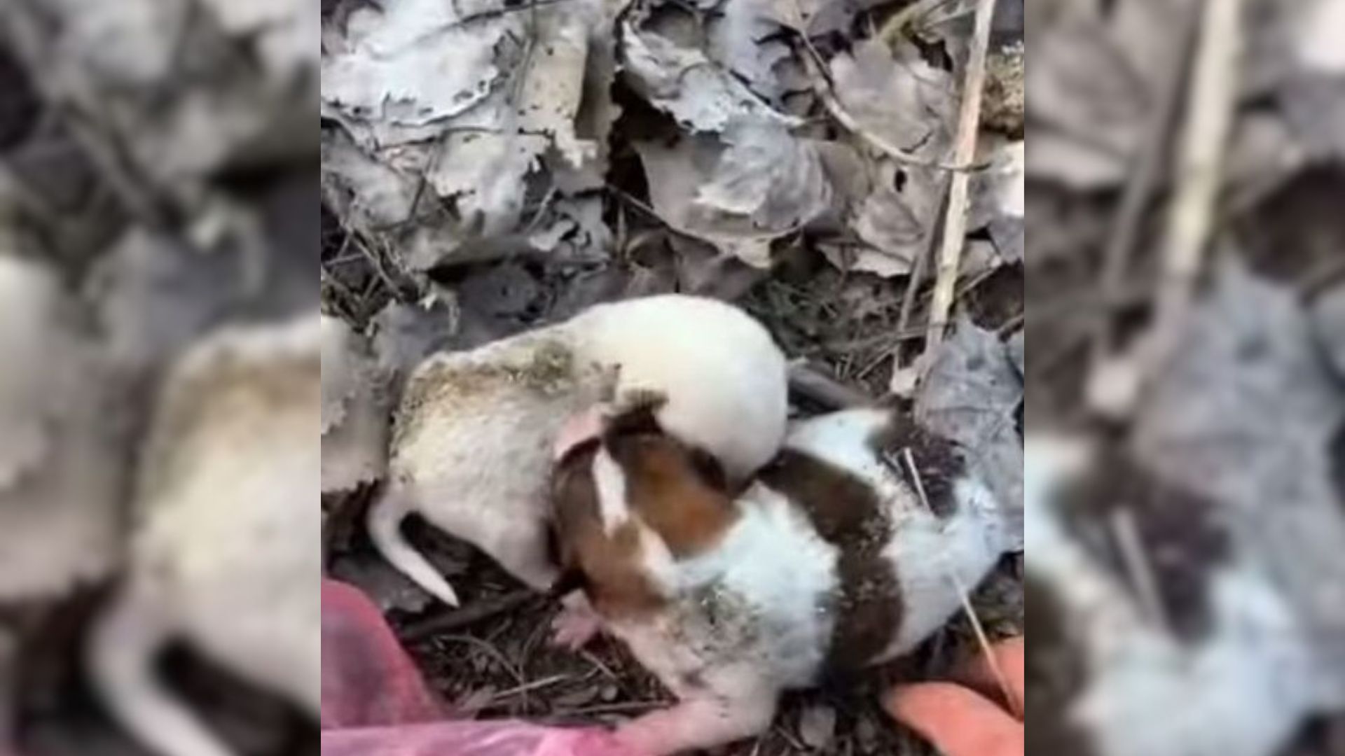 Newborn Puppies Abandoned In A Plastic Bag In A Park Desperately Cried For Their Mom