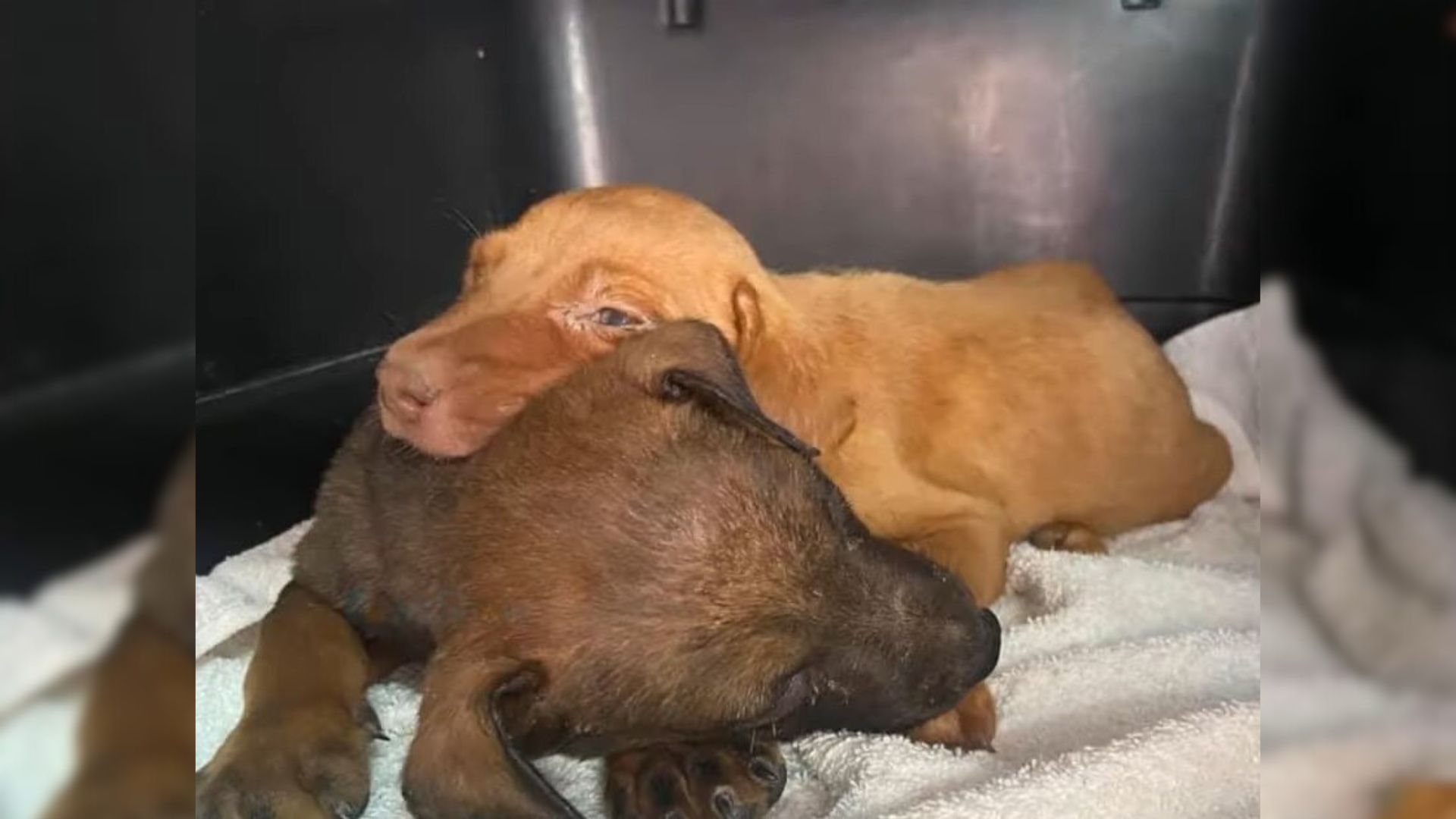 Two Scared Puppies With Tearful Eyes Who Pleaded Humans For Help Find The Love That They Deserve
