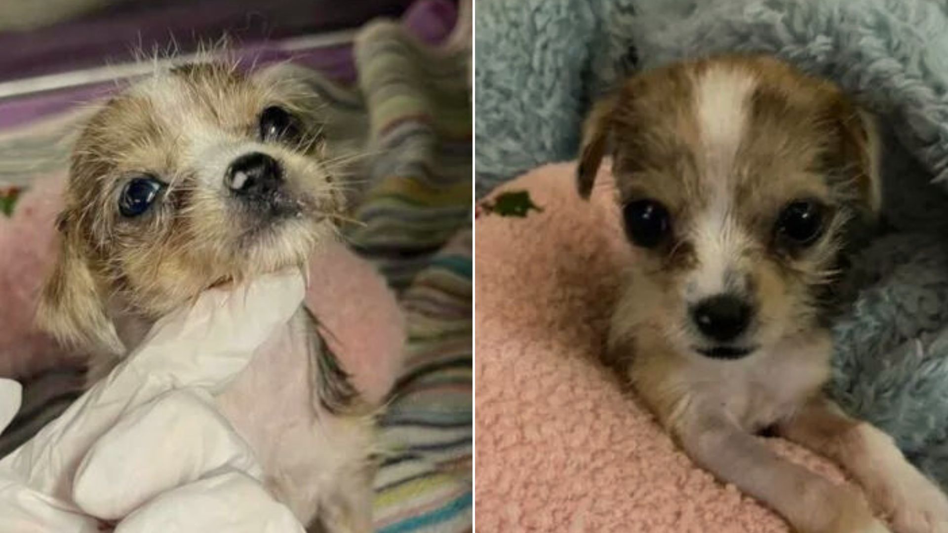 Unresponsive 1-Pound Sick Puppy Brought To Shelter Now Beats All The Odds