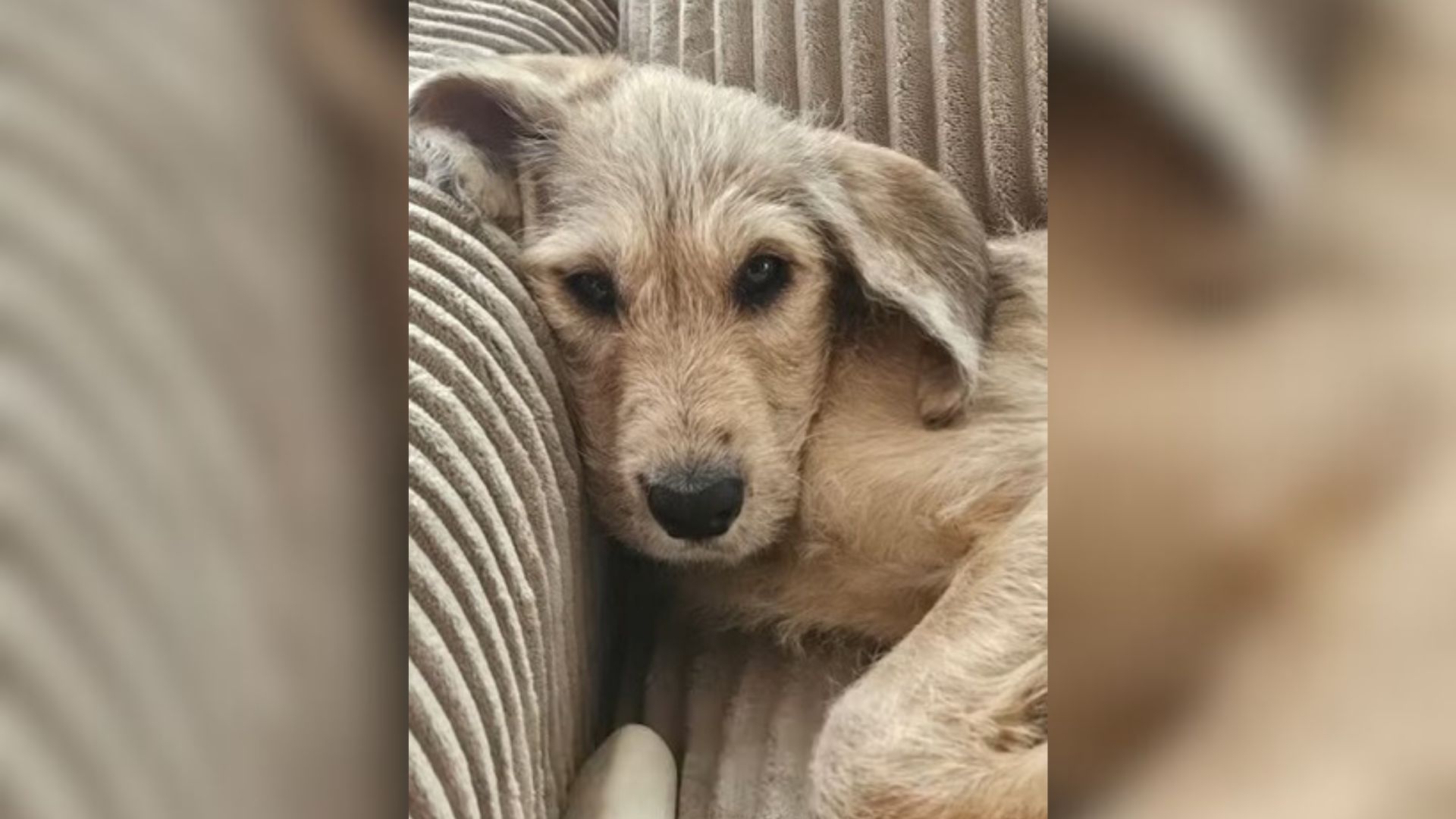 a dog lying on the couch