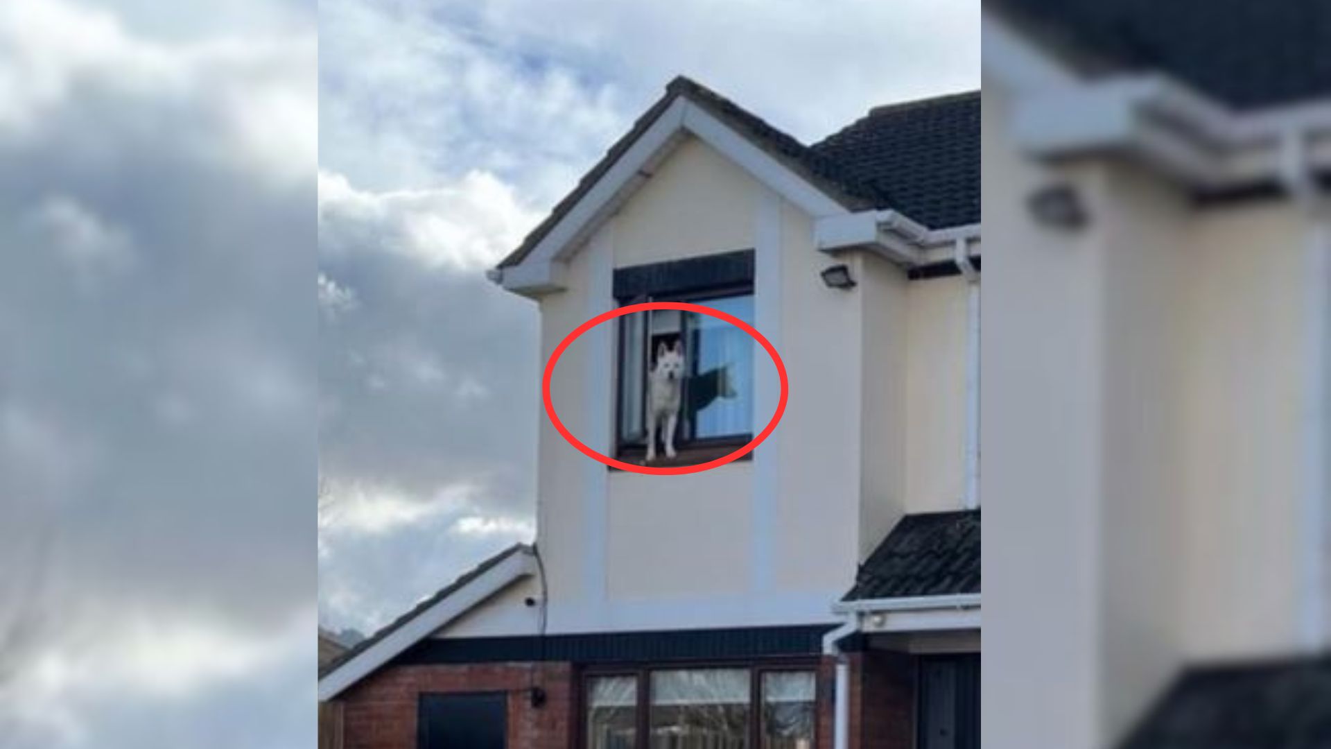 Desperate Owner Finds Her Dog In The Most Unexpected Place After Her Neighbor’s Call