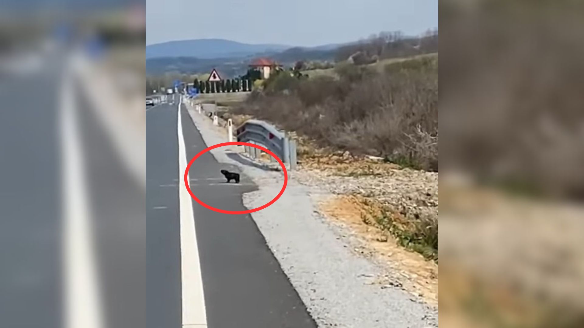 Woman Is Shocked To Find A Crying Puppy All Alone Near A Road So She Rushes To Save Him