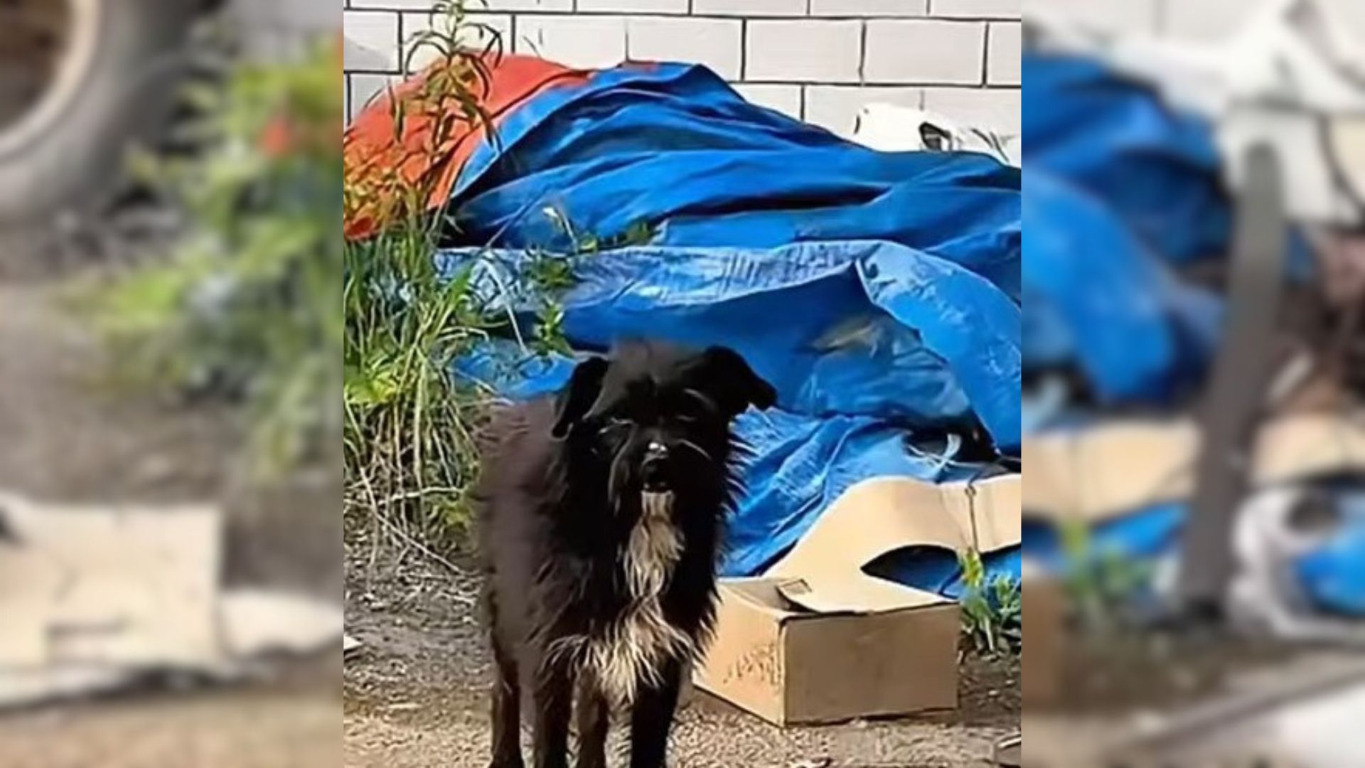 Woman Saved A Scared Dog And Tried To Restore His Faith In Other Humans