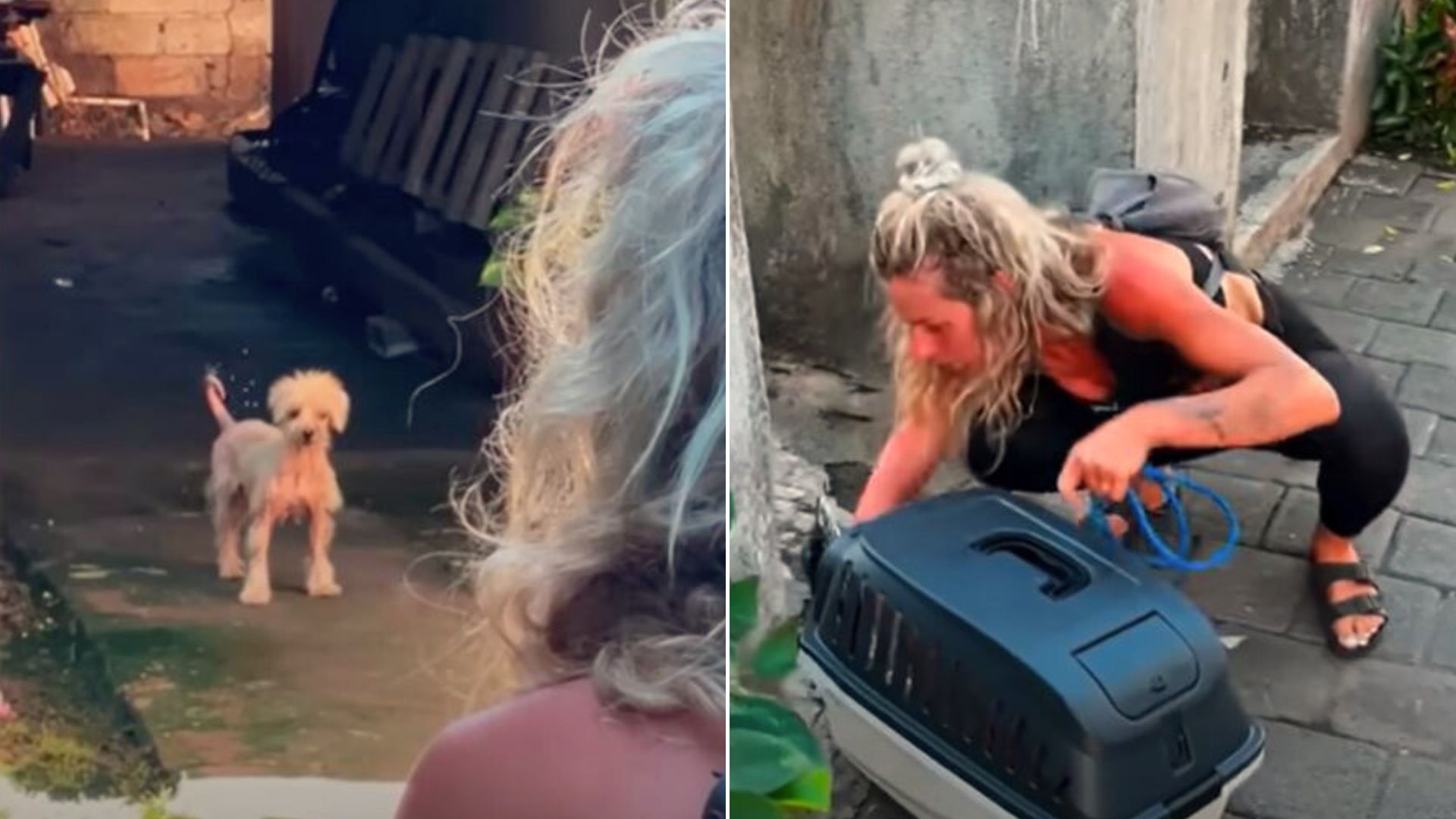 Rescuer Saved This Stray Pup Only To Later Realize That She Has Puppies Who Need Help