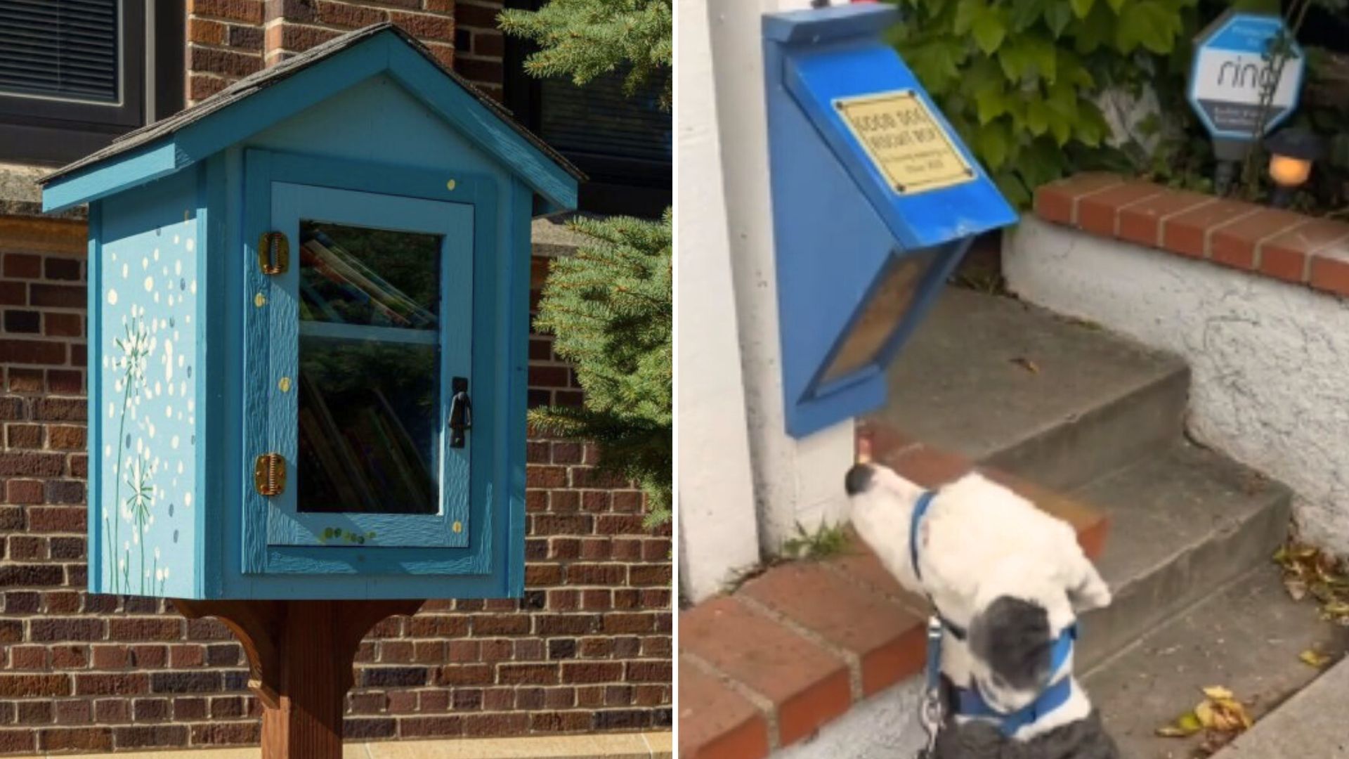 Woman Ugly Cries After Coming Across A Special Dog Treat Box On Her Walk