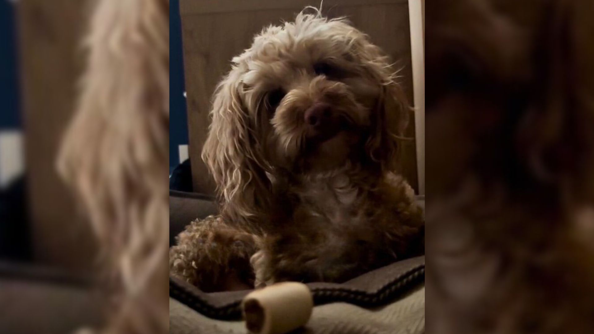 Woman Was Crying In Despair But Then Her Dog Came And Brought Her Something Special