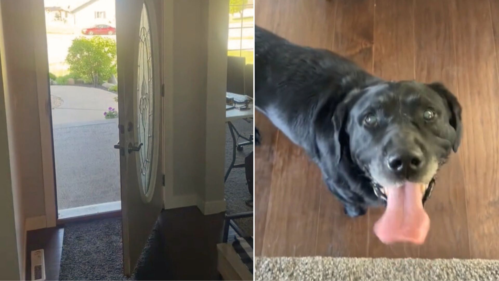 Woman Was Startled When She Realized She Had A Furry Guest In Her Living Room