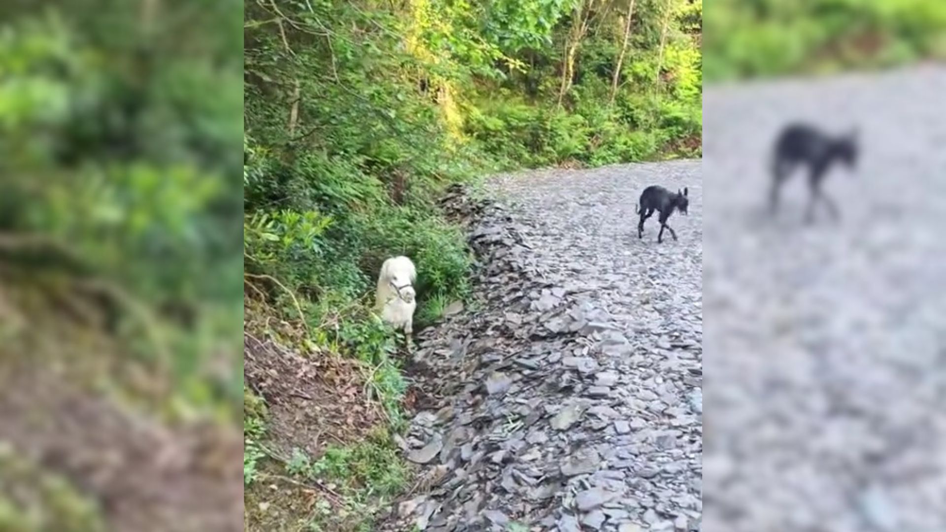Woman Was Walking Her Dog When She Came Upon Tiny Fellow Staring At Her From A Ditch