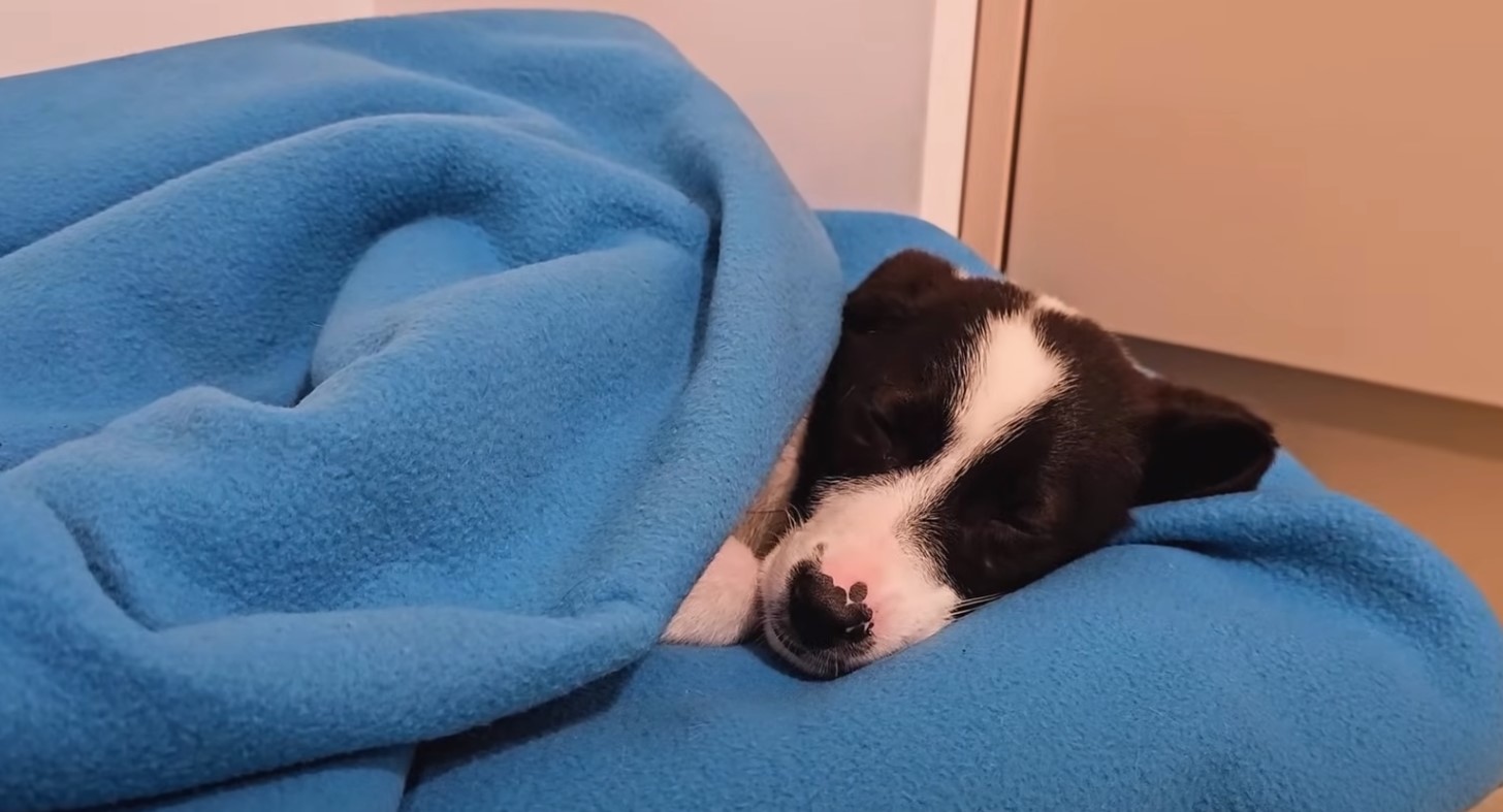 a dog in blue blanket