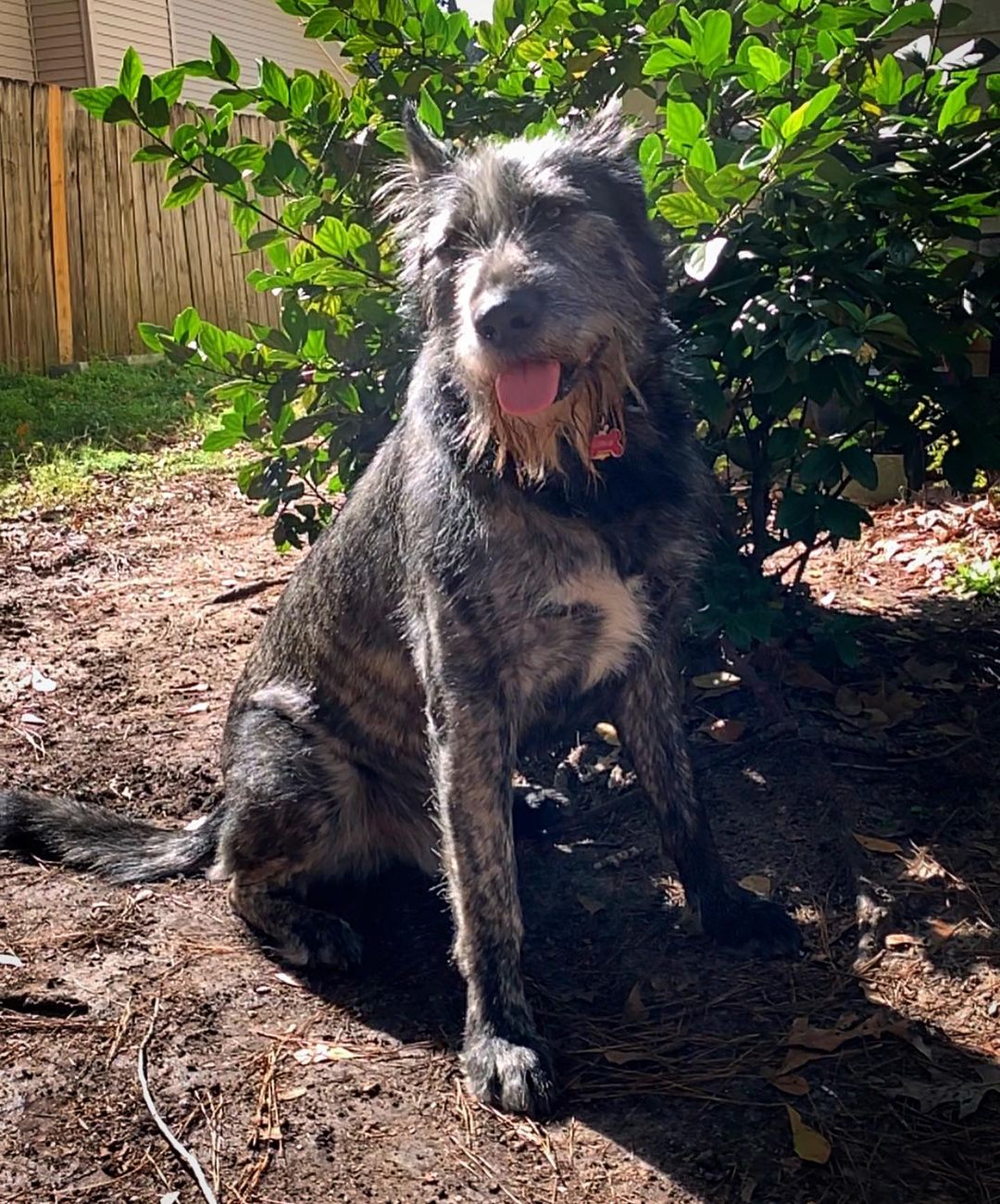 a dog in garden