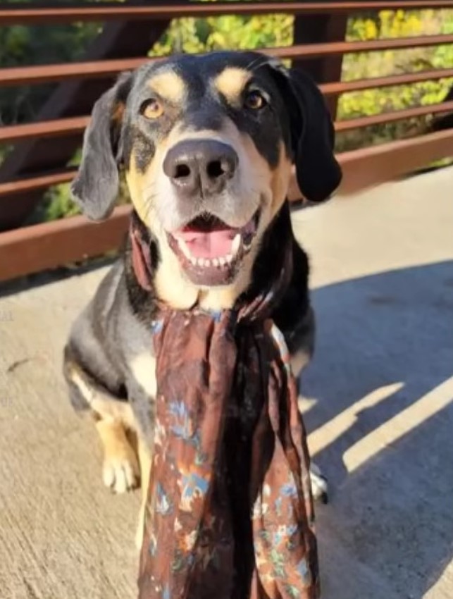 a dog with scarf