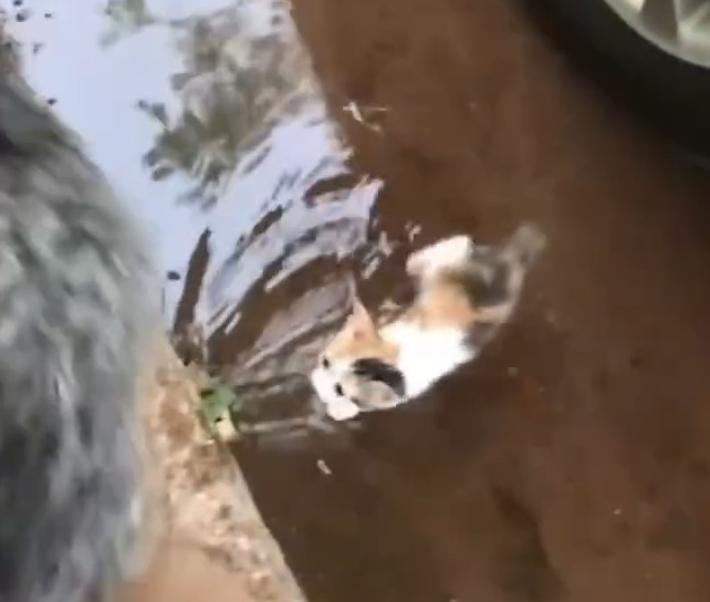a kitten in water