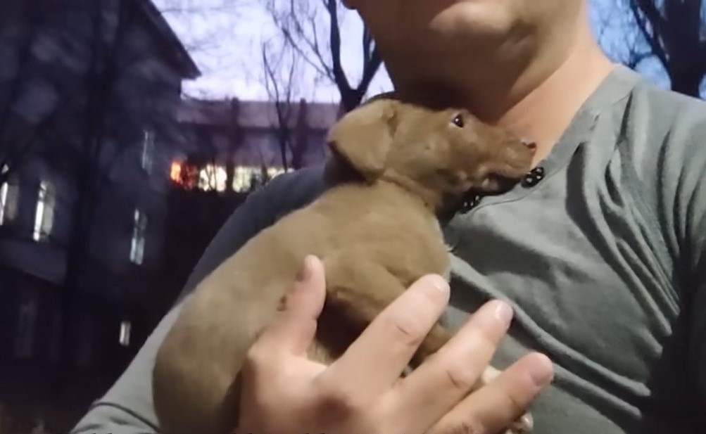 a man holding puppy