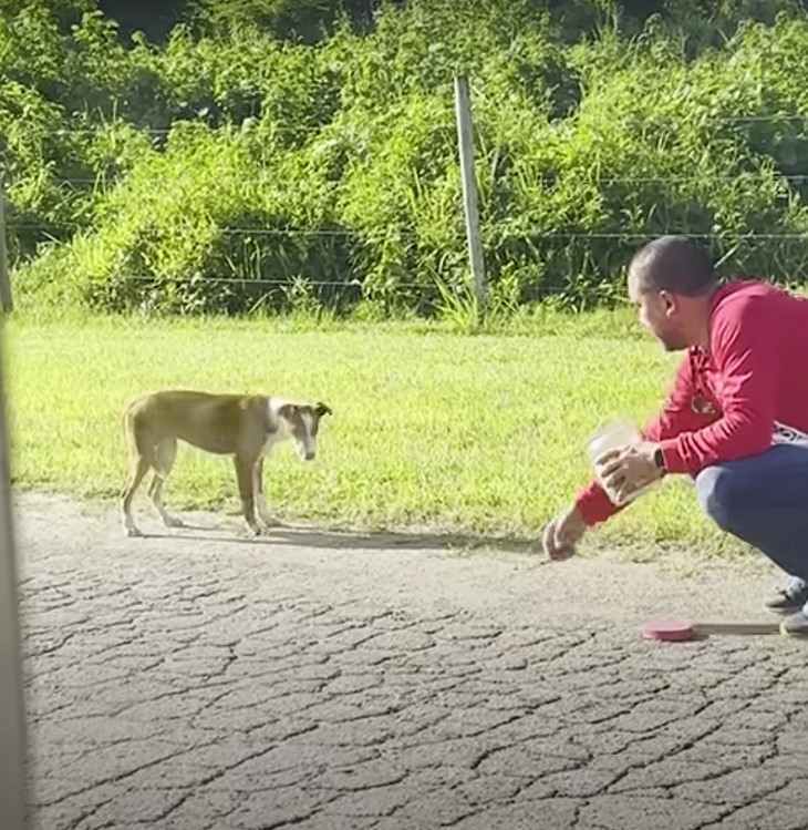 a man trying to get to the dog