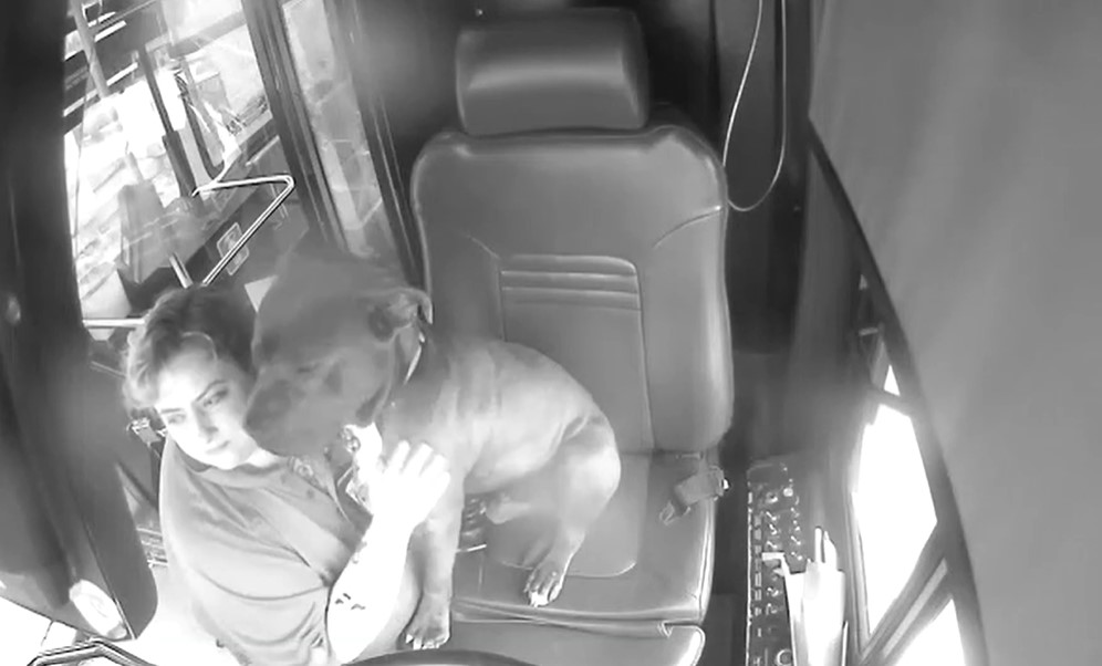 a woman with dog in the bus