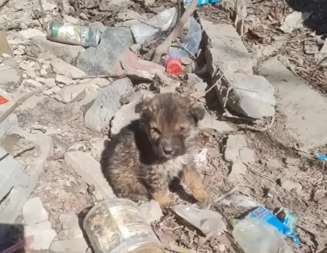 abandoned puppy