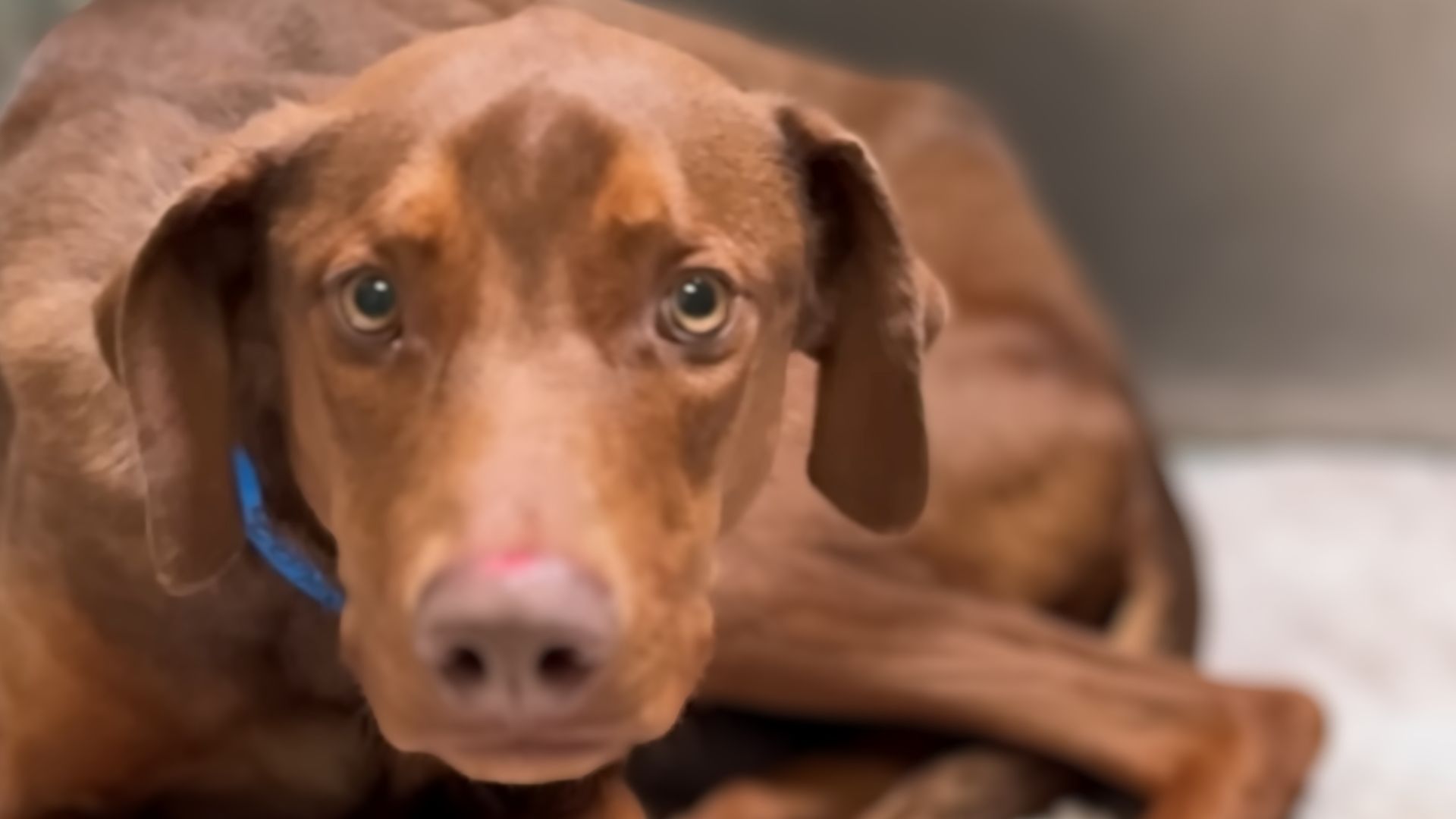 adorable brown dog