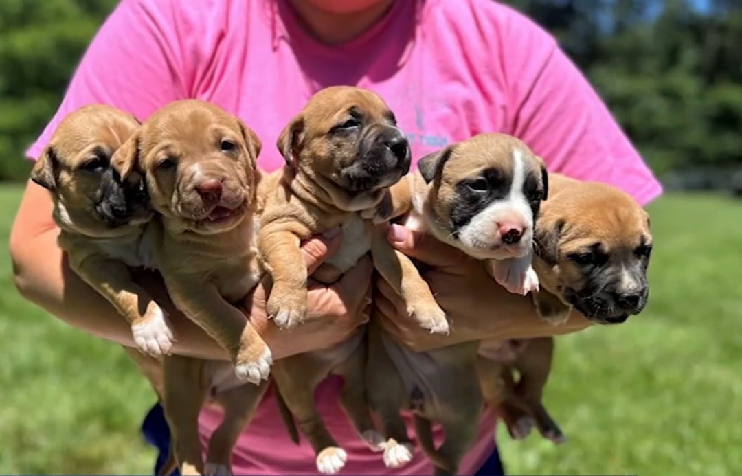 adorable puppies in hands