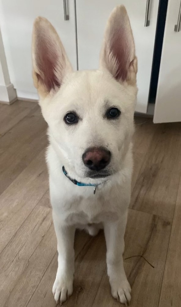 adorable white dog