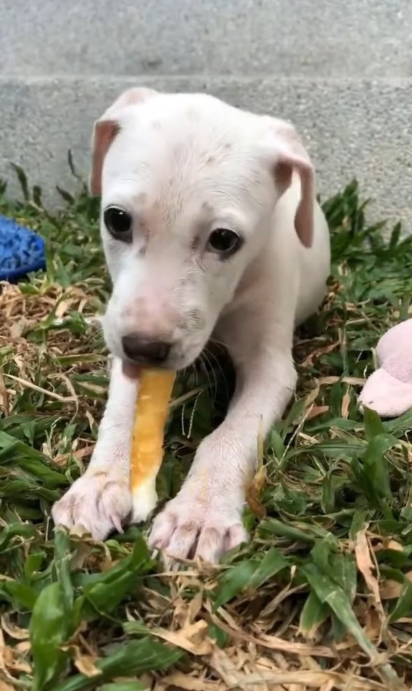 adorable white puppy