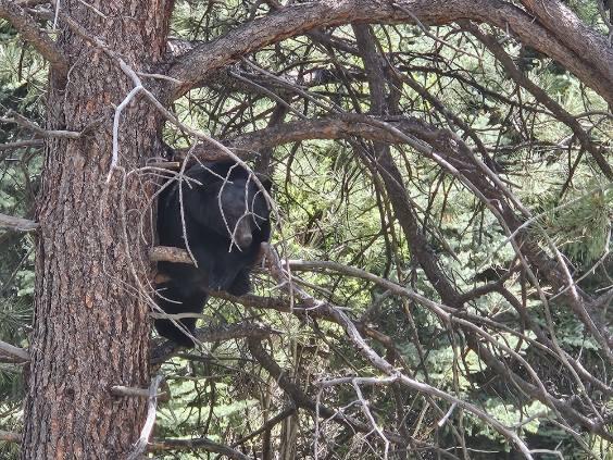 bear cub in a tree