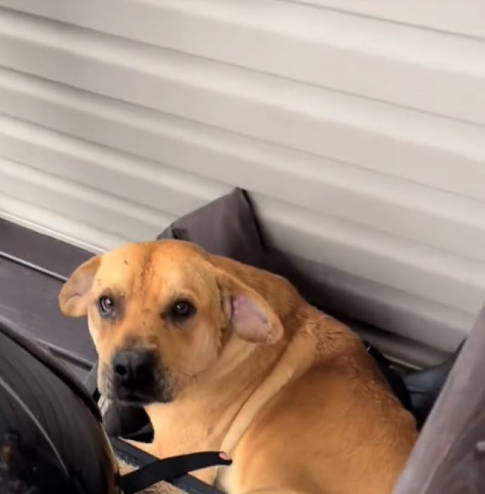 beautiful brown dog