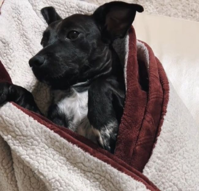 black dog with blanket on it