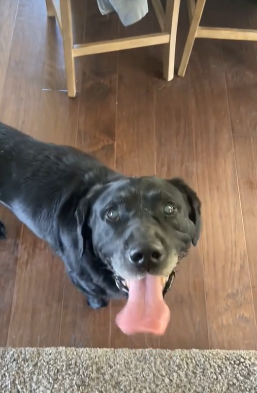 black dog with tongue out