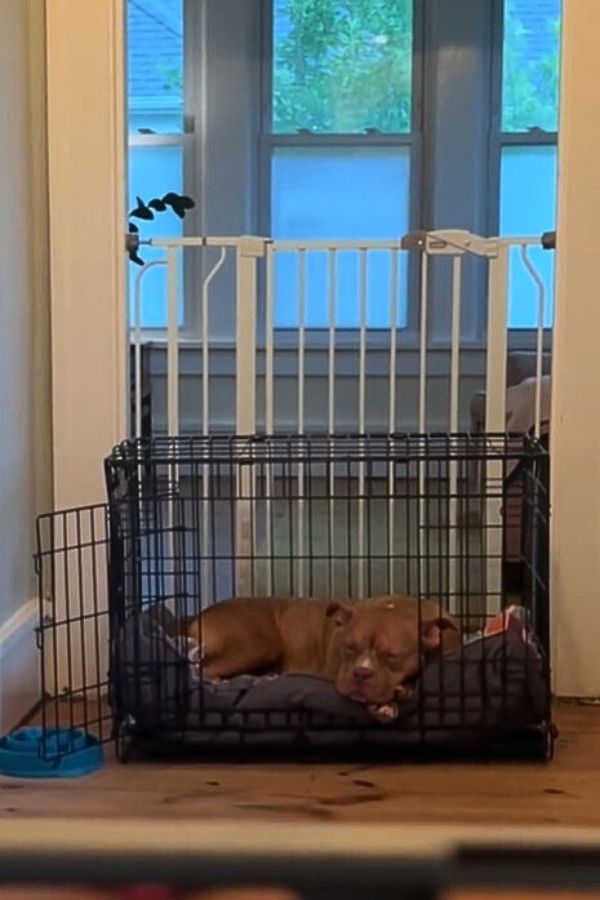 brown dog laying in cage