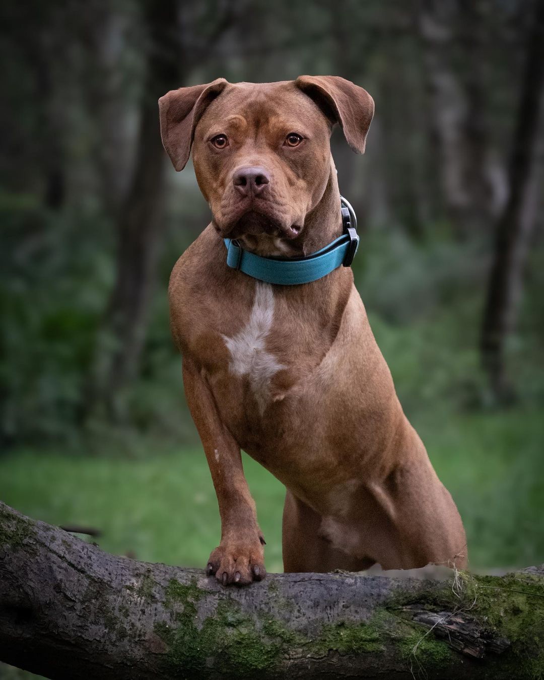 brown dog with three legs