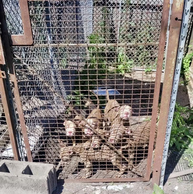 brown puppies in a cage