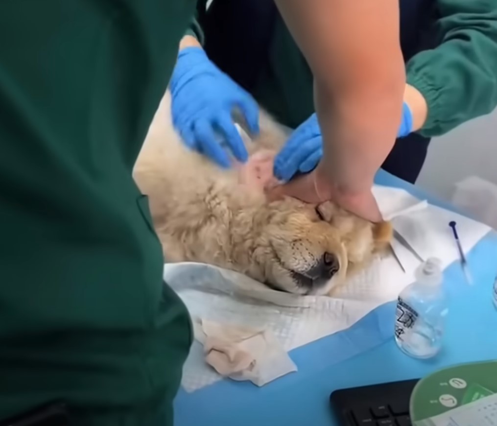 chow chow on the veterinarian table