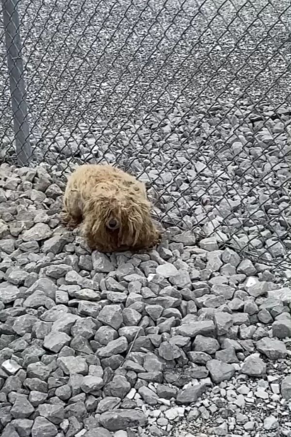 close-up photo of the matted dog