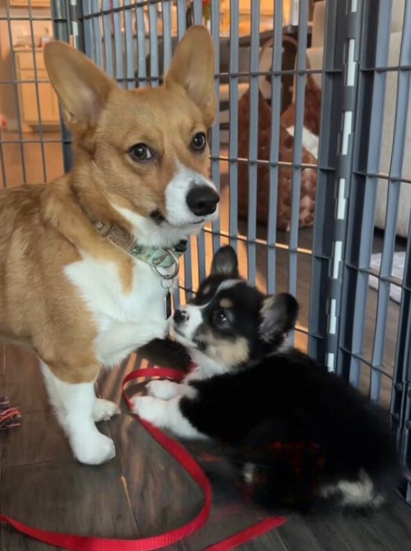 corgi and a puppy