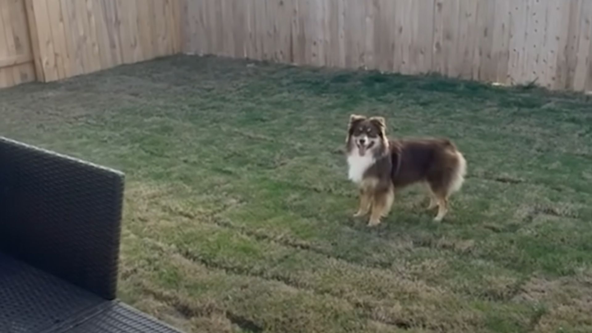 cute dog in yard