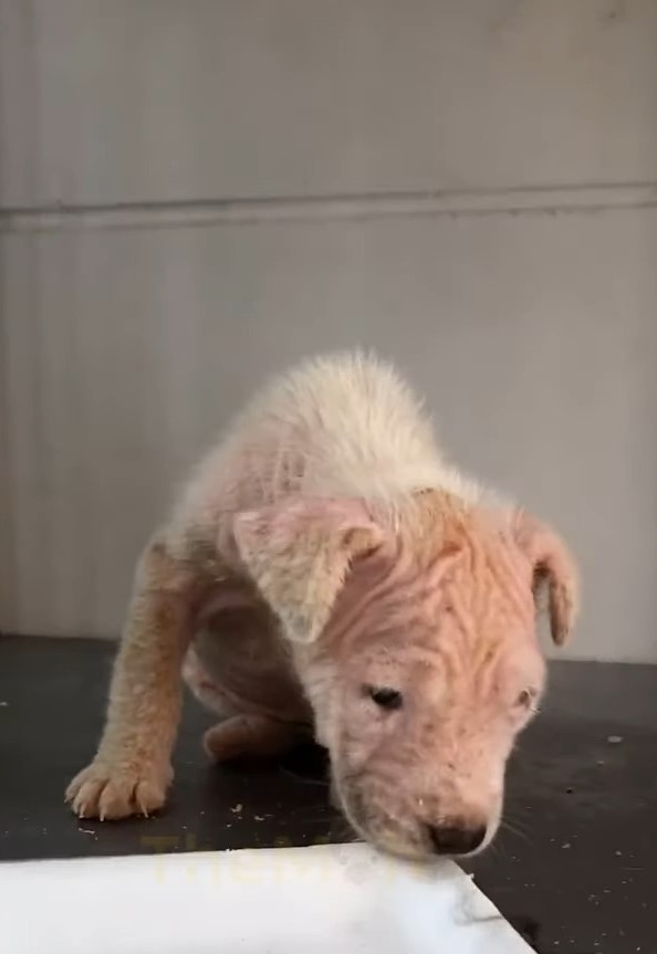 cute dog with skin problems