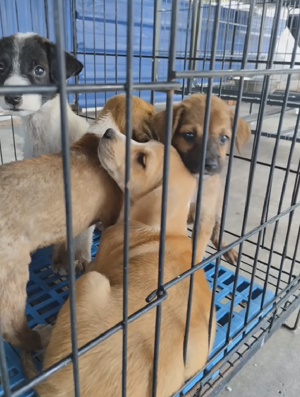 cute puppies in cage
