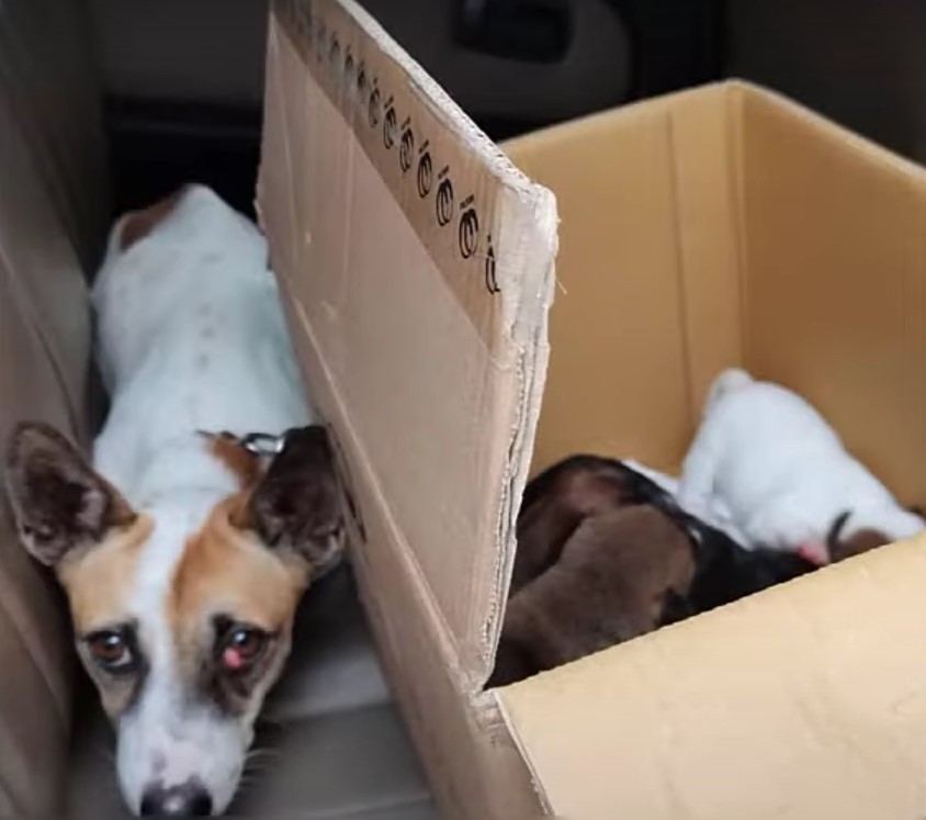 dog and puppies in box