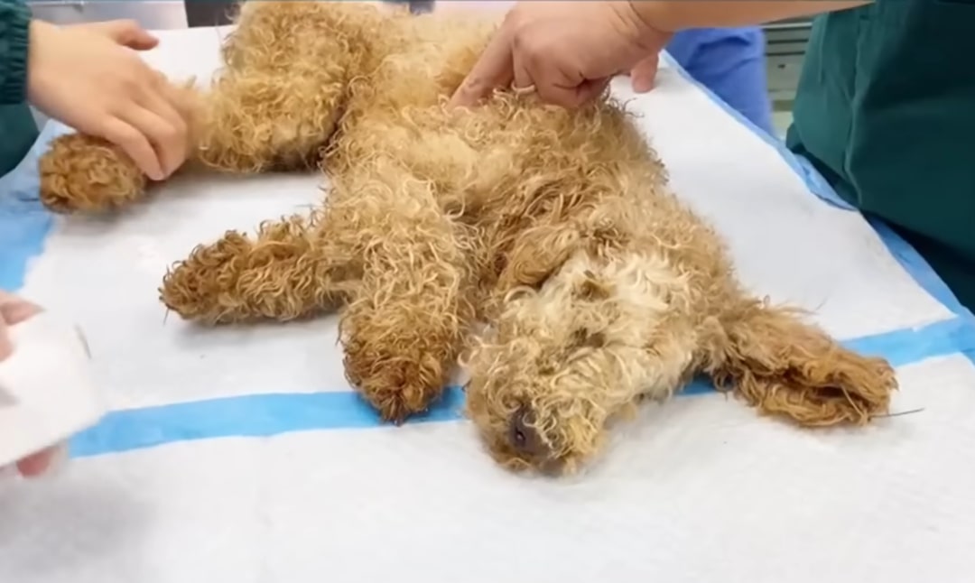 dog being examined