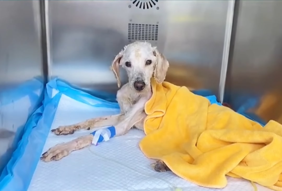 dog covered with yellow blanket