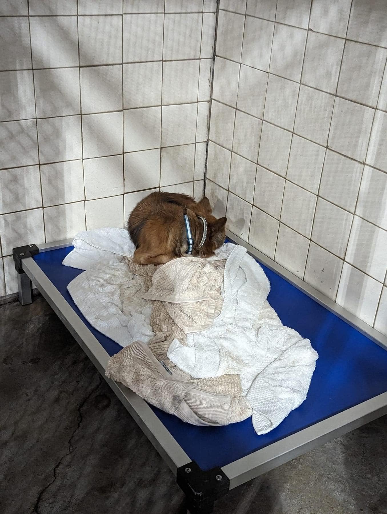 dog curled up in dog bed