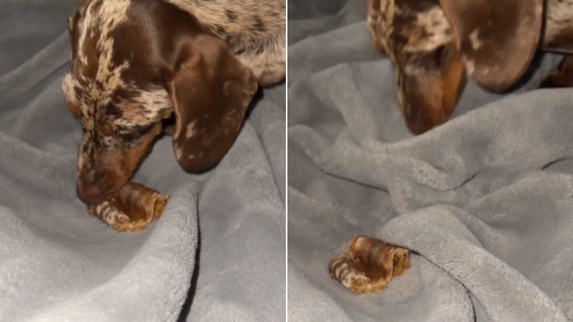 dog hiding treats under blanket