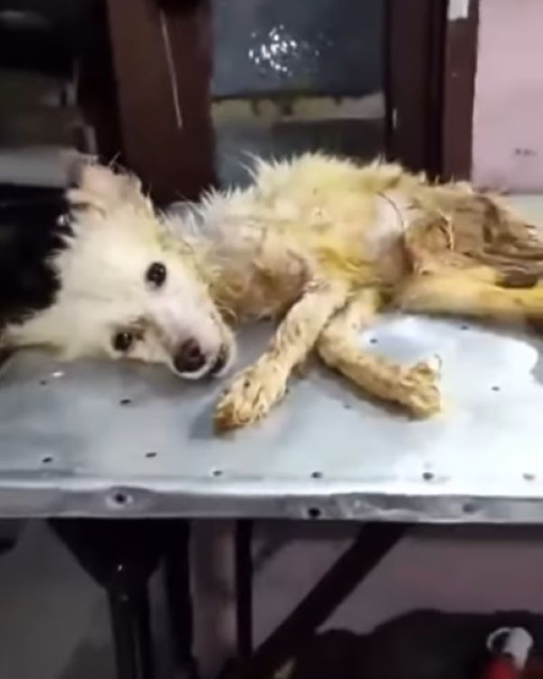 dog in a bad condition