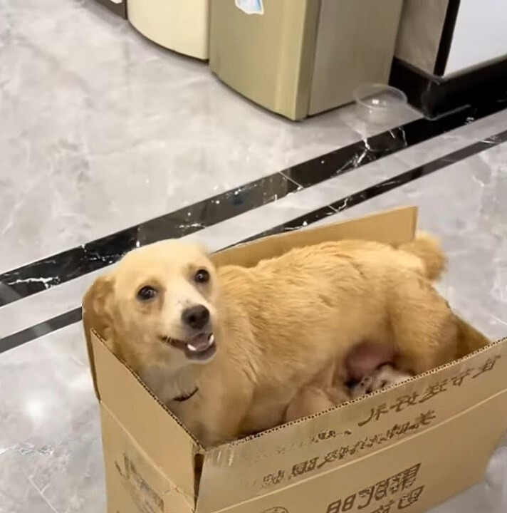 dog in a box