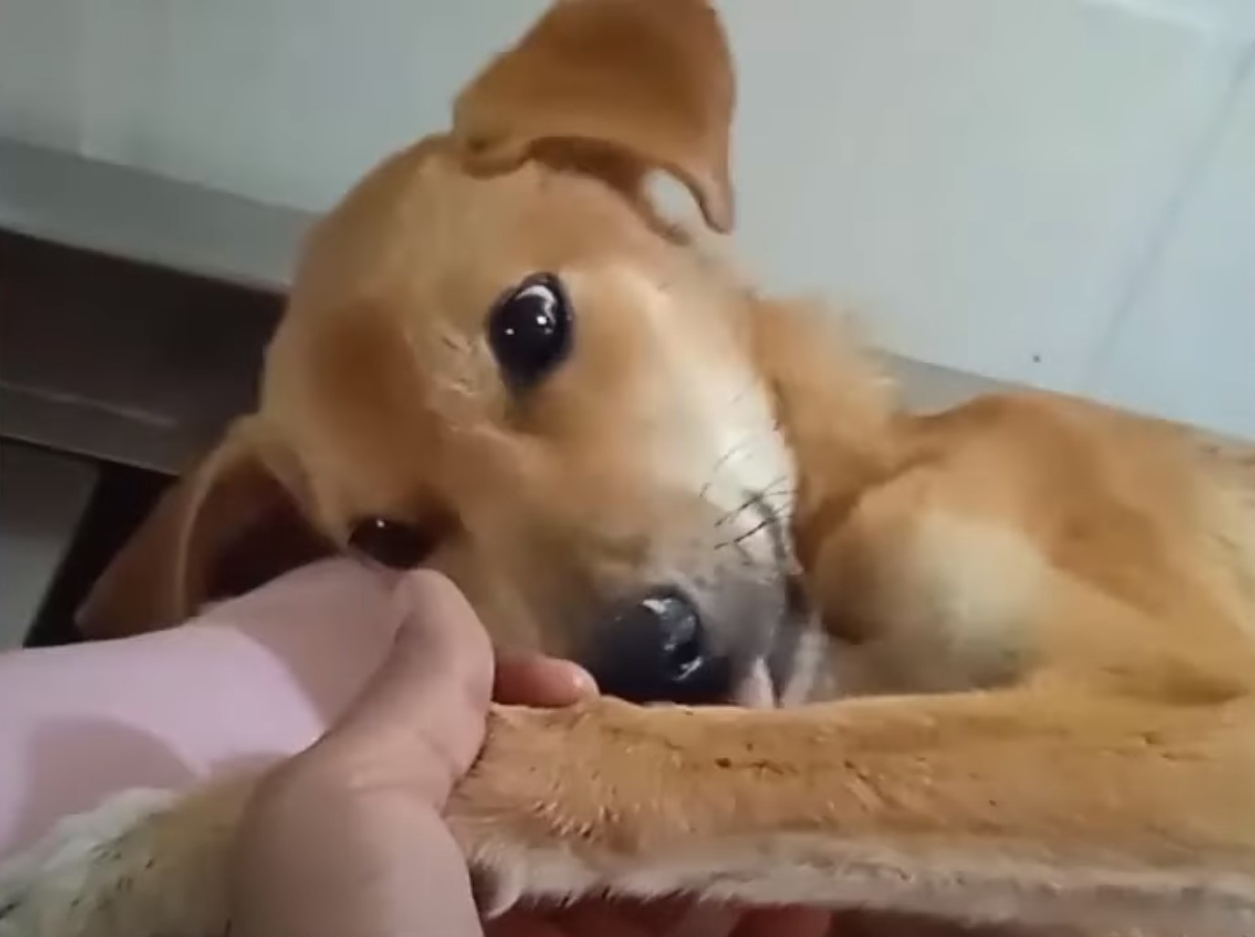 dog in pain