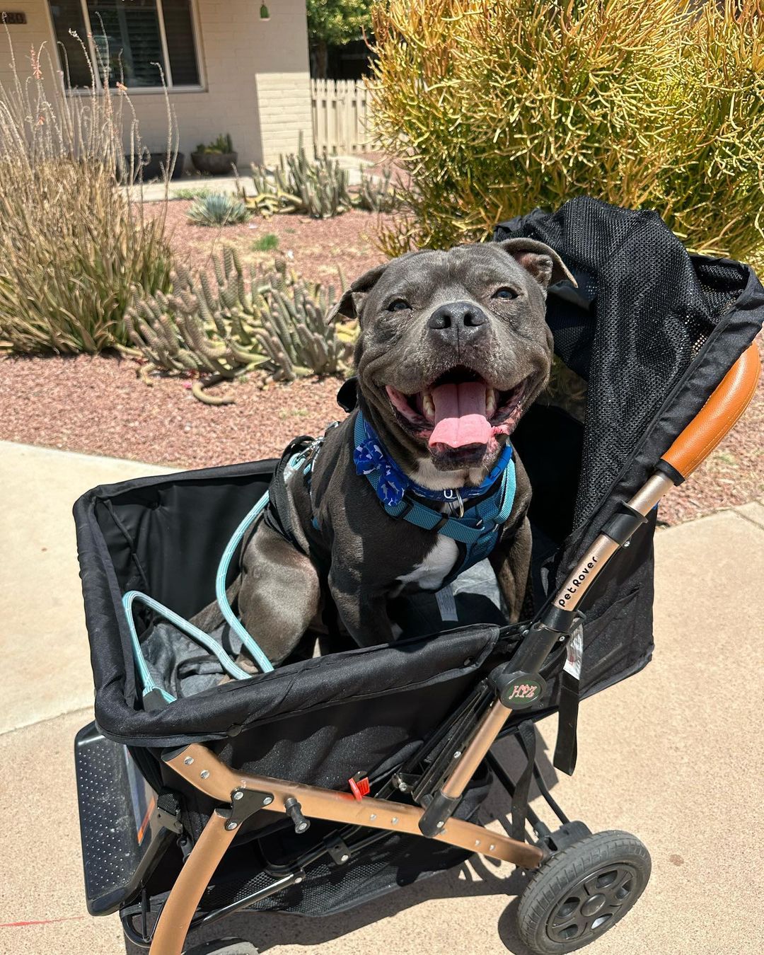 dog in the babychair